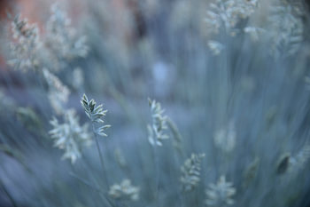 Plant met rustgevende achtergrond