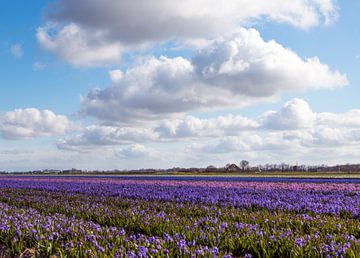 Paarse bloemen van Eelke Cooiman