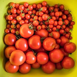 Red Tomatoes by Rob Boon