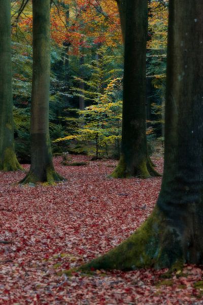Promenade en forêt par Willemke de Bruin