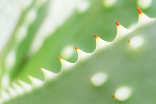 Abstract cactus detail