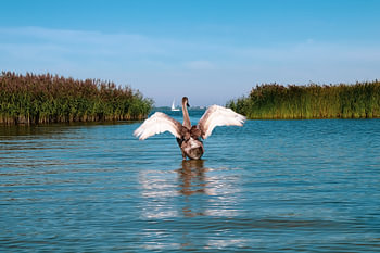 Un cygne dans le Lauwersmeer frison