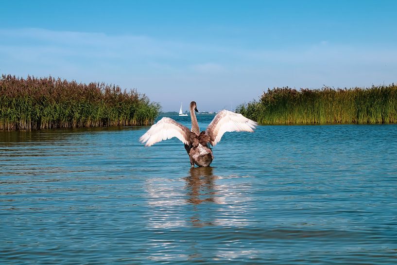 Schwan im friesischen Lauwersmeer von Sharona de Wolf
