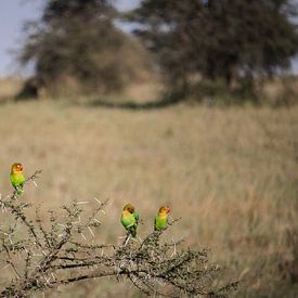 Lovebirds van Niels pothof