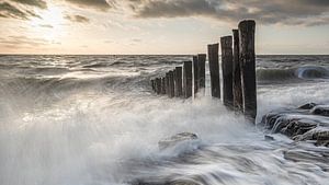 Pilchard de Westkapelle
