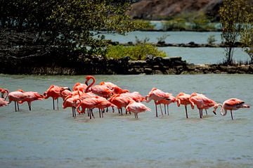 Flamingo's in het wild van Frank's Awesome Travels