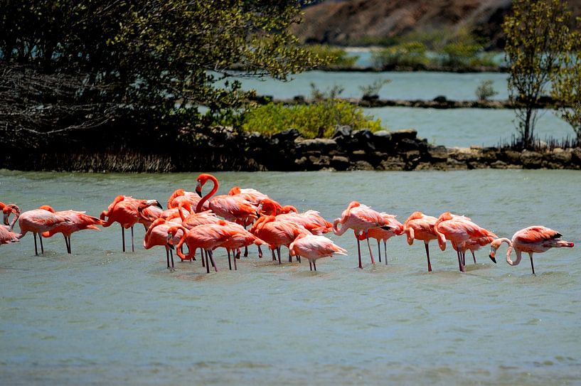 Flamants roses dans la nature par Frank's Awesome Travels