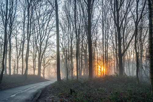 Kahle Bäume bei Sonnenaufgang von Ruud Morijn