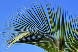 Palmen an tropischen Stränden  auf den Seychellen von MPfoto71