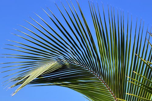 Palmbomen op tropische stranden in de Seychellen