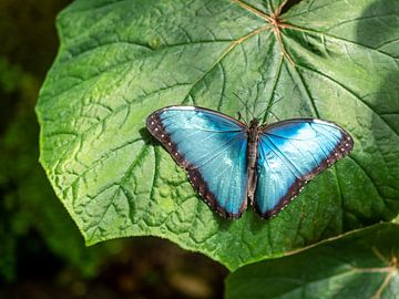 Blue morpho butterfly on a leaf by Animaflora PicsStock