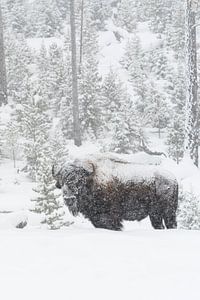 in winter... American Bison  *Bison bison* in falling snow sur wunderbare Erde