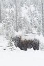 leise rieselt der Schnee...  Amerikanischer Bison *Bison bison* par wunderbare Erde Aperçu