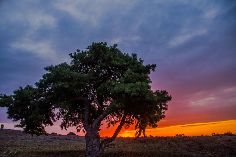 Pays-Bas par ron feijen