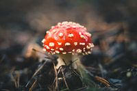 Fly agaric