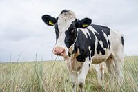 Terschelling Boschplaat nature grazers cows