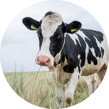 Terschelling Boschplaat natuurgrazers nieuwsgierige koe van Yvonne van Driel