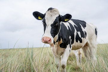Terschelling Boschplaat natuurgrazers nieuwsgierige koe