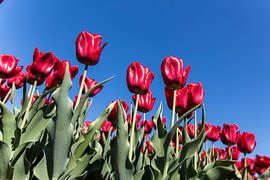 Rode tulpen by Neil Kampherbeek