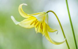 Akker yellow star (NL) by Paul van der Zwan