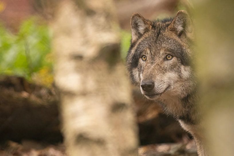 De wolf zoekt zijn prooi. van Kris Hermans