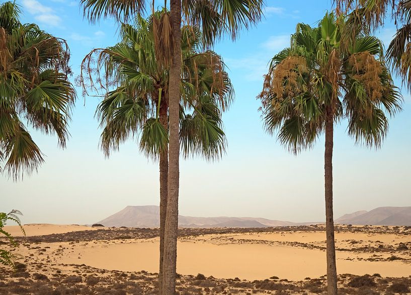 palm trees by Bo Valentino