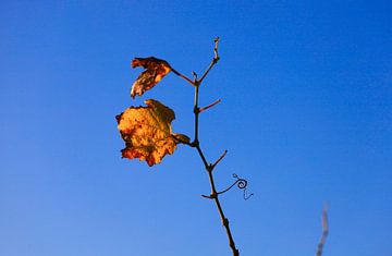 Herfst wingerdblad van Thomas Jäger