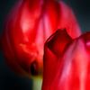 Stalking a tulip - a family portret #20 by Peter Baak