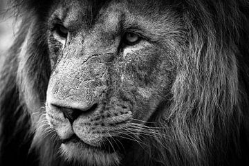Close-up van een leeuw in zwart/wit van Suzanne Schoepe