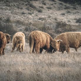 Scottish highlanders in nature reserve near Katwijk by Dirk van Egmond