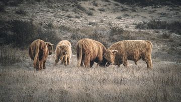 Schotse hooglanders in natuurgebied bij Katwijk van Dirk van Egmond