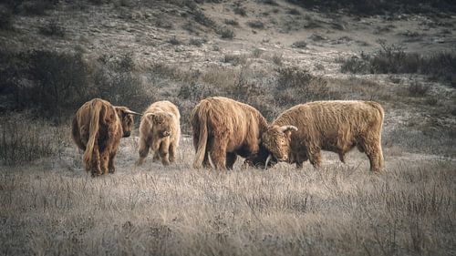Scottish highlanders in nature reserve near Katwijk by Dirk van Egmond