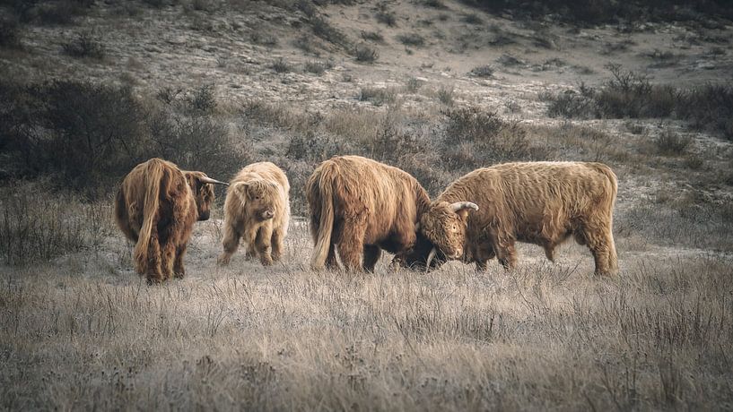 Scottish highlanders in nature reserve near Katwijk by Dirk van Egmond