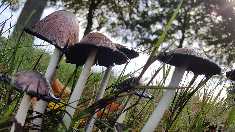 Paddestoel boompjes by Britt Groen