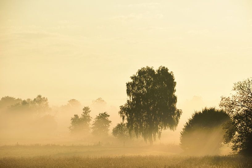 Trees in the morning in the fog by Ulrike Leone