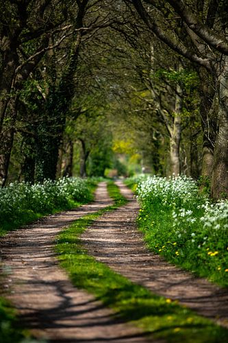 landweggetje in Groningen tussen de bomen door