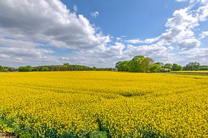 Veld met gele bloemetjes van Sophie Wils