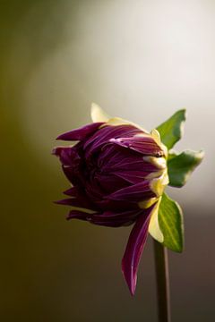 Presque en fleur, un bulbe de dahlia sur Mirjam van der Sluijs