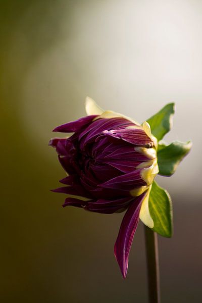 Almost in bloom, a dahlia bulb by Mirjam van der Sluijs