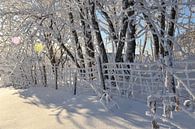 A snowy forest after the storm by Claude Laprise thumbnail