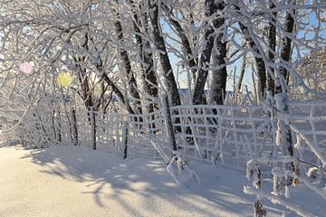 A snowy forest after the storm by Claude Laprise