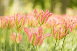 Wapperende bladen deinen mee op de lentebries die voorbijkomt.  by Sungi Verhaar