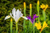 Iris à fleurs par Lynxs Photography Aperçu