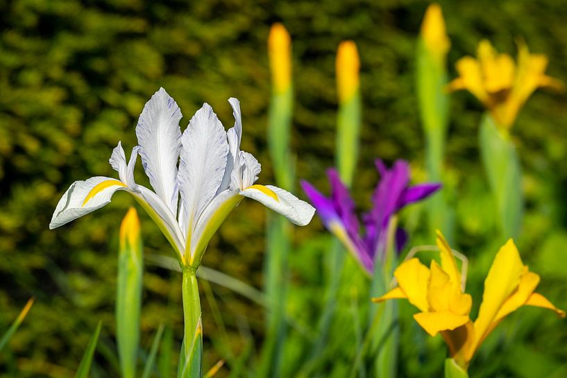 Iris à fleurs par Lynxs Photography