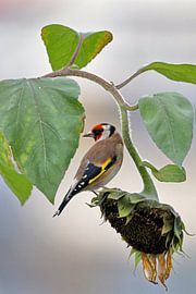 Goldfinch on Sunflower by Niels Jansen
