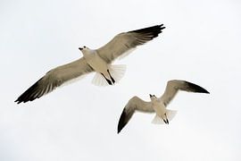 Folge dieser Möwe von M DH