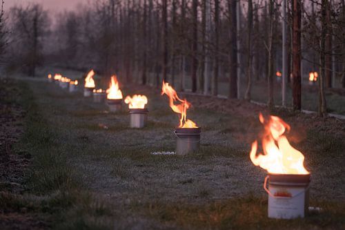 Vuurpotten kersenboomgaard