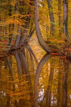 Herbstfarben und Reflexionen von Mario Visser