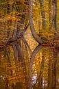 Autumn reflections van Mario Visser thumbnail