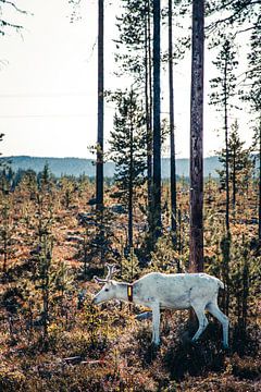 Weiße Rentiere in Schwedisch-Lappland von Expeditie Aardbol